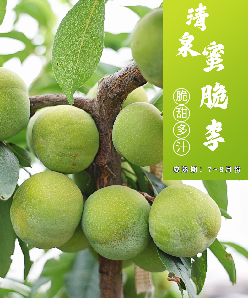 清泉蜜脆李